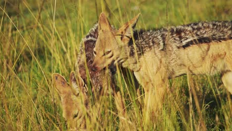 African-Wildlife-dogs,-Jackal-feeding-on-kill,-hunting-in-a-pack,-teamwork,-Maasai-Mara-National-Reserve,-Kenya,-Africa-Safari-Animals-in-Masai-Mara-North-Conservancy
