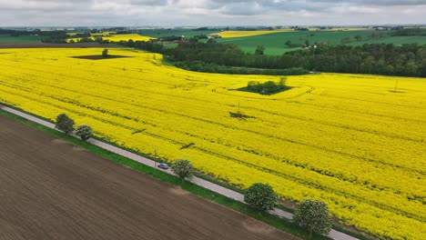 Picturesque-Swedish-landscape-with-yellow-rapeseed-field-and-scenic-car-route