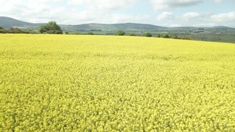 Lush-growth-of-Rapeseed-cultivation-fields-at-Wexford-countryside-Ireland