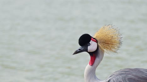 Grey-Crowned-Cranes-on-Mara-river-bank-grazing-with-colourful-plumage-gracefully-in-the-grasslands,-African-Wildlife-in-Maasai-Mara-National-Reserve,-Kenya,-Africa-Safari-Animals-in-Masai-Mara