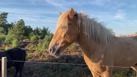 Horses-relaxing-on-blooming-heath-in-evening-light,-medium-shot