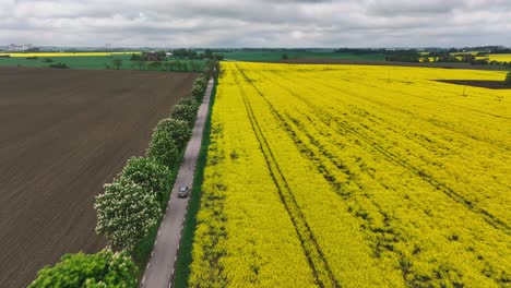 Cinematic-car-ride-in-Europe-countryside-with-yellow-cultivated-canola-field