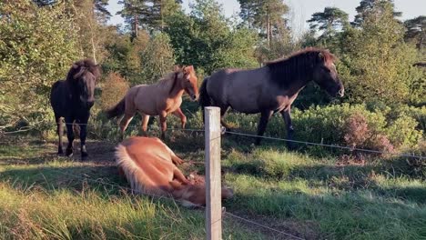 Horses-relaxing-on-blooming-heath-in-evening-light,-full-body