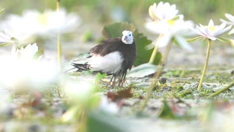 Pheasant-tailed-Jacana-Keeping-Chicks-in-her-wings-Body-to-Protect