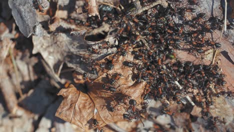 Eine-Gruppe-Ameisen-Fummelt-An-Den-Trockenen-Blättern-Auf-Dem-Waldboden-Herum