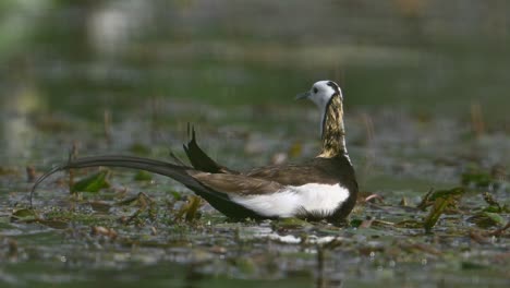 Beautiful-Long-Tailed-Pheasant-tailed-Jacana-Bird