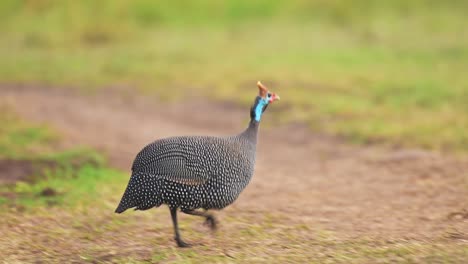 Slow-Motion-Shot-of-Guinea-Fowl-pecking-at-grass-and-dirt-path,-interesting-African-Wildlife-with-beautiful-colours-colorful-in-Maasai-Mara,-Kenya,-Africa-Safari-Animals-in-Masai-Mara
