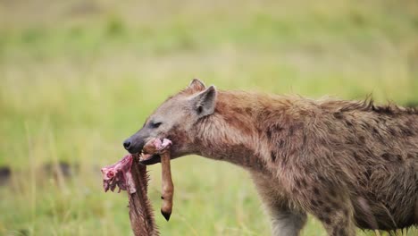 Slow-Motion-of-Hyena-Scavenging-in-Africa,-Eating-a-Leg-Bone-of-a-Dead-Animal-Kill-Showing-Scavenger-Animal-Behavior,-Amazing-Animal-Behaviour-in-African-Masai-Mara-in-Kenya