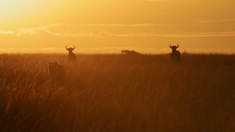 Slow-Motion-of-Lion-Hunting-in-Africa,-Lioness-on-Hunt-for-Wildebeest-in-Orange-Sunset-in-Long-Grasses-Savanna-in-Kenya,-Maasai-Mara-Wildlife-Safari-Animals,-Prowling-Stalking-at-Sunrise