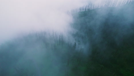 Foggy-Dense-forest-landscape-Nepal-monsoon-season
