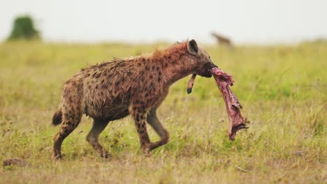 Slow-Motion-Shot-of-Close-up-African-Wildlife-in-Maasai-Mara-National-Reserve,-Hyena-with-part-of-a-kill,-scavenging-for-remains,-walking-with-food-in-its-mouth