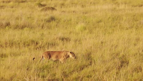 Female-lion-lioness-prowling-through-the-tall-grass-of-the-African-savannah-on-the-hunt-for-prey,-Predator-in-the-Maasai-Mara-National-Reserve,-Kenya