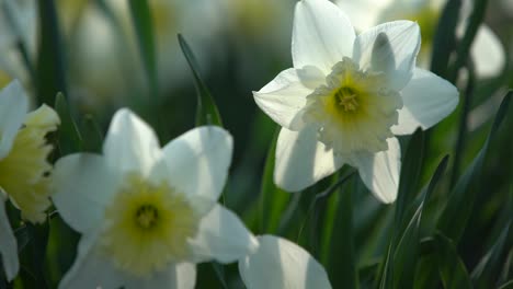Narcissus-blooming-in-the-city-park