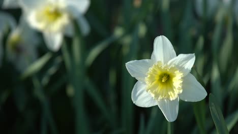Narcissus-blooming-in-the-city-park
