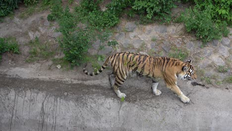 A-huge-tiger-in-the-zoo's-aviary.-The-tiger-is-out-for-a-walk-and-is-relaxed