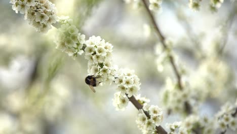 Cute-little-bumblebee-collecting-pollen-from-white-apricot-blossoms-in-full-bloom.