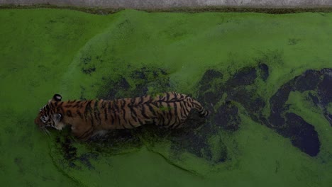 Bengal-Tiger-Entspannen-Sich-Im-Wasser