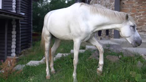 Weißes-Pferd,-Das-Auf-Einem-Bauernhofgebiet-Weidet.