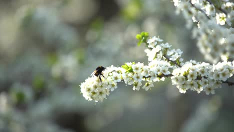 árbol-De-Flores-Blancas-A-Principios-De-Primavera