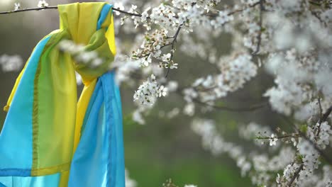 Frühlingsblühende-Bäume-Mit-Blumen-Vor-Dem-Hintergrund-Der-Flagge-Der-Ukraine.-Frühlingshintergrund.