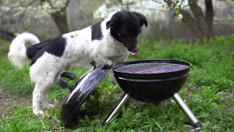 The-meat-is-cooked-on-a-barbecue.-A-beautiful-dog-on-the-grass.-Rest-at-home.-Pets.-B-B-Q