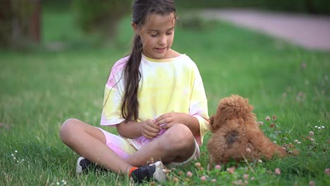 a-little-girl-playing-with-her-maltipoo-dog-a-maltese-poodle-breed