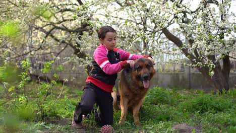 Little-blond-girl-is-looking-on-the-shepherd-dog-outdoors-in-the-park