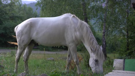 Ein-Weißes-Pferd-Grast-Auf-Einem-Feld-Und-Frisst-Gras.-Haustiere-Auf-Freier-Weide.-Landwirtschaft-Und-Weide.