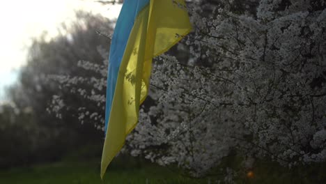 Frühlingsblühende-Bäume-Mit-Blumen-Vor-Dem-Hintergrund-Der-Flagge-Der-Ukraine.-Frühlingshintergrund.