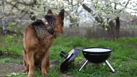 The-meat-is-cooked-on-a-barbecue.-A-beautiful-German-shepherd-on-the-grass.-Rest-at-home.-Pets.-B-B-Q