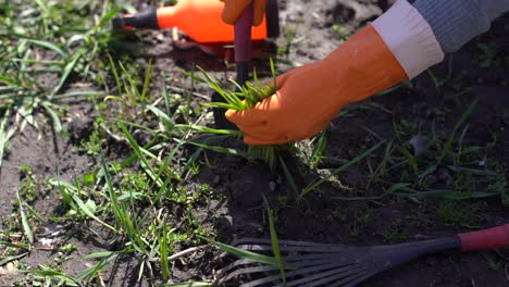 Gardeners-hands-planting-and-picking-vegetable-from-backyard-garden.-Gardener-in-gloves-prepares-the-soil-for-seedling.