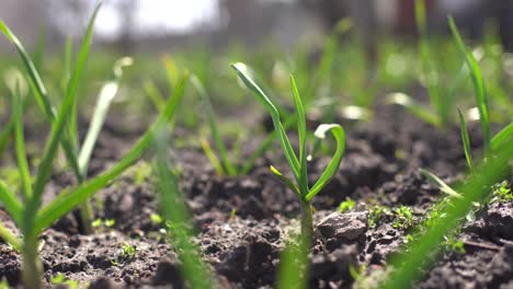 Young-green-spring-shoots-of-garlic-on-a-sunny-day-against-a-background-of-dark-soil
