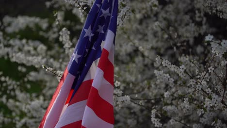 Weiße-Blumen-Am-Baum,-Frühlingsblüte.-Usa-Flagge