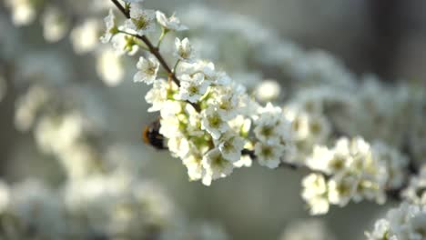 Lindo-Abejorro-Recogiendo-Polen-De-Flores-De-Albaricoque-Blanco-En-Plena-Floración.