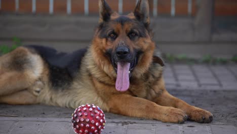 close-up-of-a-German-shepherd-with-intelligent-eyes-and-protruding-tongue