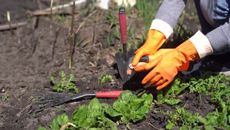 Gardeners-hands-planting-and-picking-vegetable-from-backyard-garden.-Gardener-in-gloves-prepares-the-soil-for-seedling.