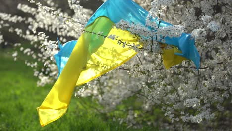 Spring-flowering-trees-with-flowers-against-the-background-of-the-flag-of-ukraine.-Spring-background.