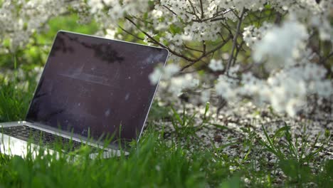 remote-working-under-the-cherry-blossoms