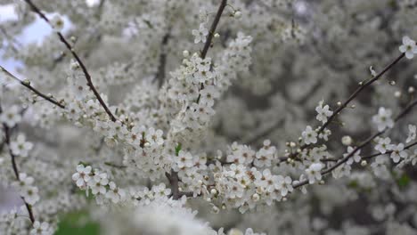 Flores-De-Los-Cerezos-En-Flor-En-Un-Día-De-Primavera