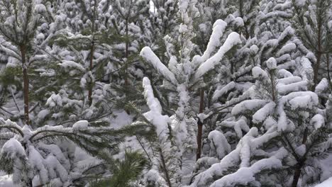Rama-De-Un-árbol-Cubierto-De-Nieve-Al-Atardecer