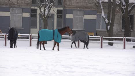Herde-Pferde-Laufen-Im-Schnee