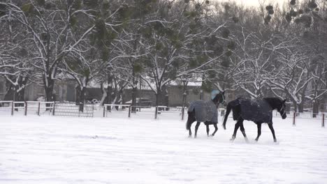Herde-Pferde-Laufen-Im-Schnee