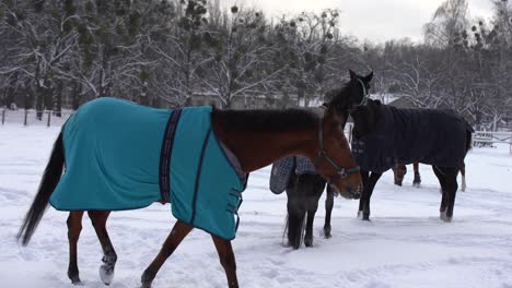 Herd-of-horses-running-in-the-snow