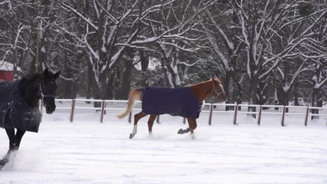 Brown-horse-walking-in-snow,-covered-with-a-blanket-coat-to-keep-warm-during-winter,-wooden-ranch-fence-and-trees-in-background