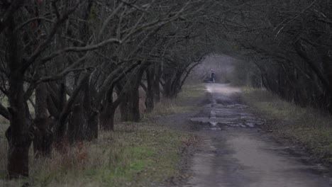 Gente-Caminando-En-La-Niebla-Hacia-El-Final-Del-Callejón-Con-árboles.-Atmósfera-Misteriosa-En-La-Gran-Ciudad