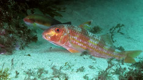 Orangefarbene-Fische-Schwimmen-Im-Tiefen,-Klaren-Meer