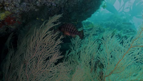 Arothron-swimming-underwater-near-corals