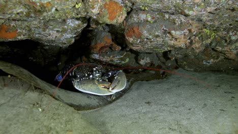 Marine-crab-sitting-on-stones-in-dark-seawater