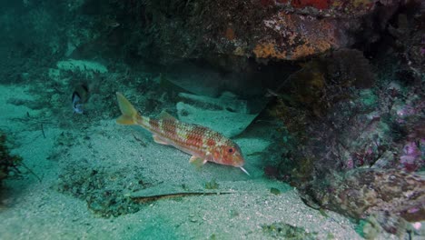 Orange-fish-swimming-in-deep-clear-sea