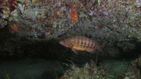 Arothron-swimming-underwater-near-corals